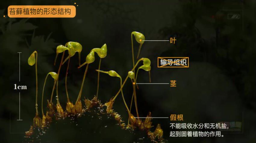 生物圈中的绿色植物 网盘分享(736.17M)