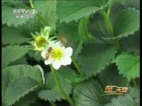 草莓种植 技术 网盘分享(642.04M)