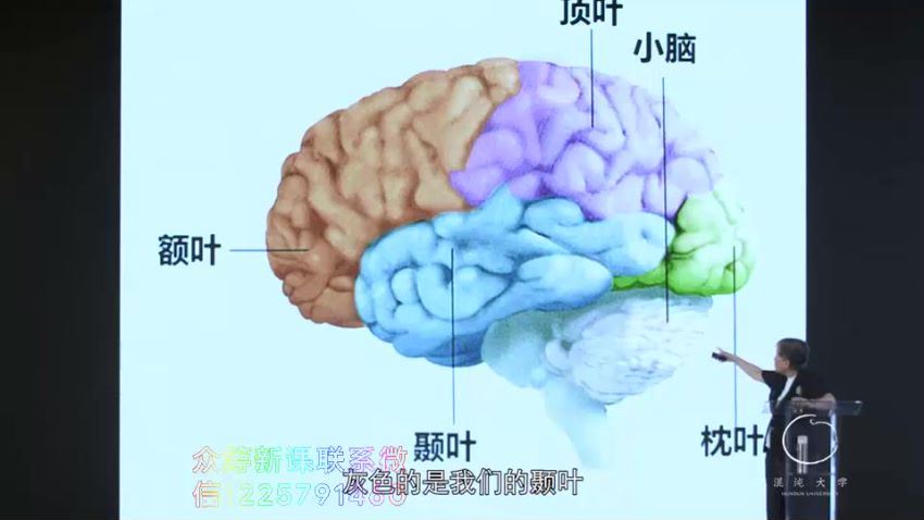 混沌大学(文理学院)：洪兰《认知神经科学》 网盘分享(331.40M)